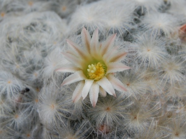 Mammillaria plumosa 