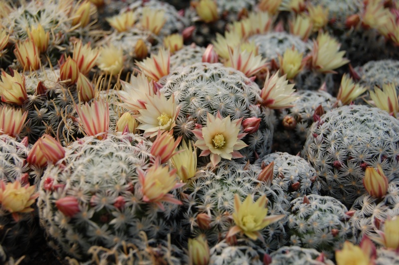 Mammillaria nana ssp. duwei 