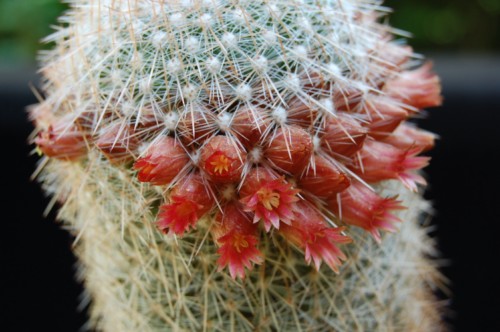 Mammillaria guerreronis 