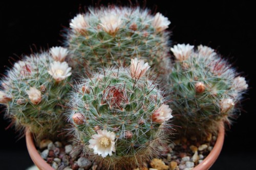 Mammillaria mathildae 