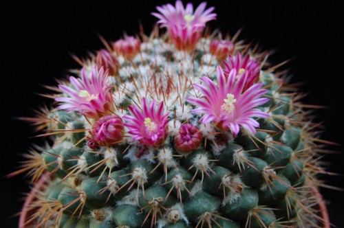 Mammillaria scrippsiana 