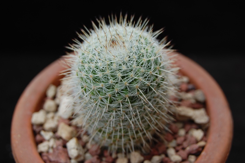 Mammillaria morganiana ML 487