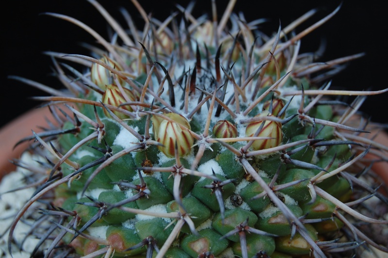 Mammillaria saint-pieana 