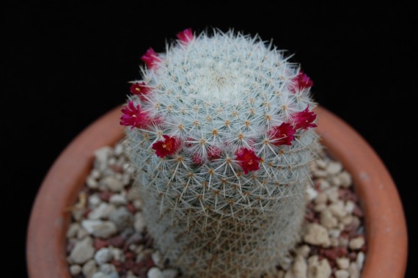 Mammillaria noureddineana 