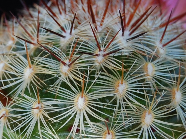 Mammillaria deherdtiana 