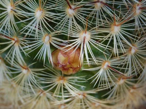 Mammillaria deherdtiana 