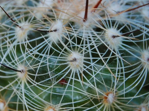 Mammillaria deherdtiana ssp. dodsonii 