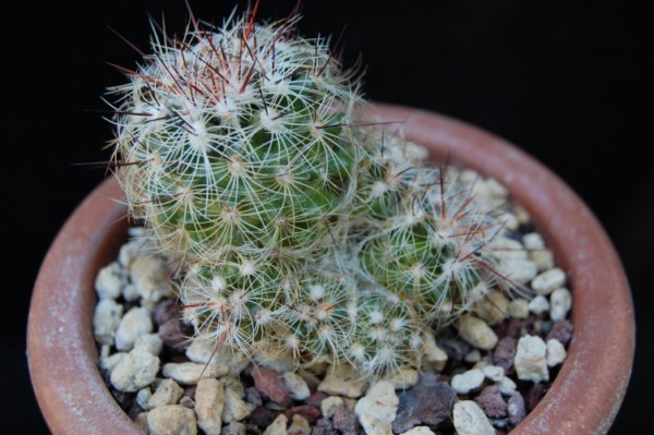 Mammillaria deherdtiana ssp. dodsonii 