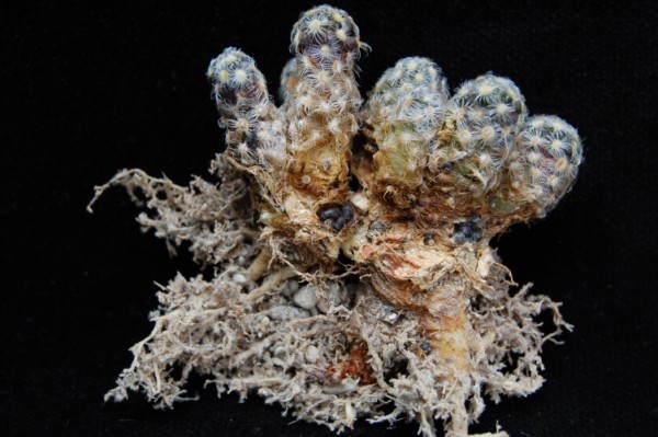 Mammillaria saboae ssp. haudeana 