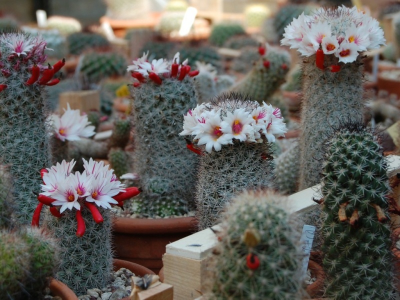 Mammillaria albicans 