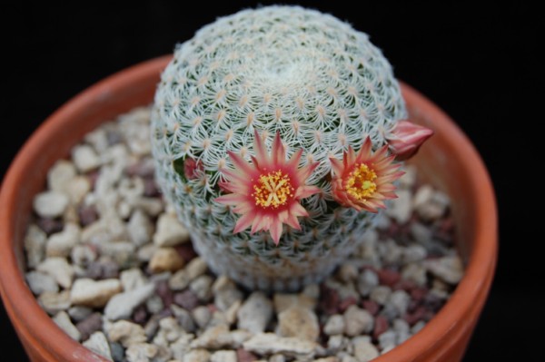 Mammillaria solisioides 