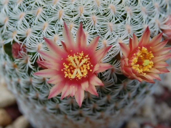 Mammillaria solisioides 