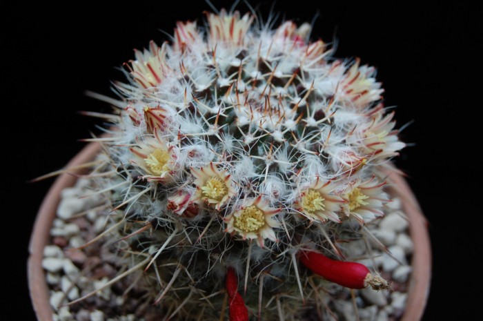 Mammillaria karwinskiana ssp. nejapensis SB 583