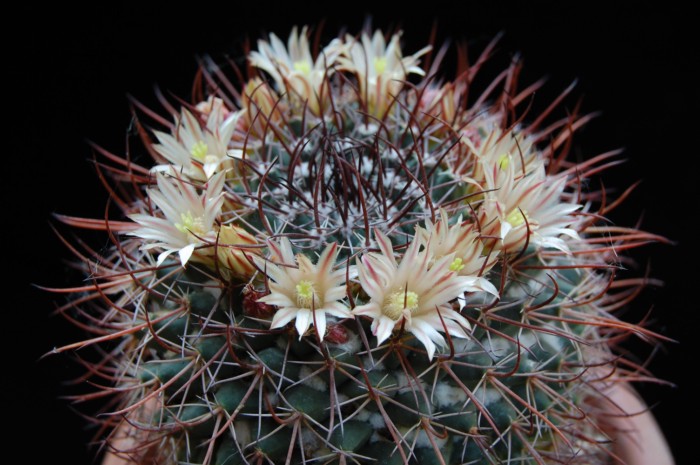 Mammillaria wagneriana 