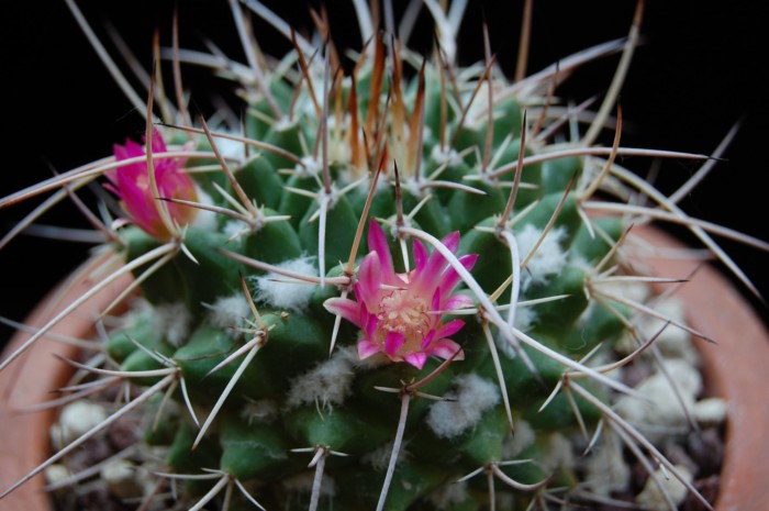 Mammillaria compressa ssp. centralifera 