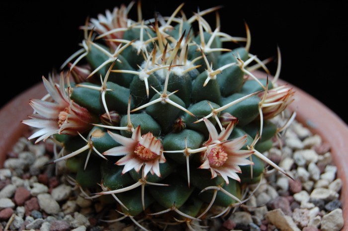 Mammillaria magnimamma 