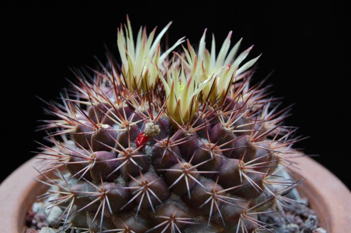 Mammillaria rubida 