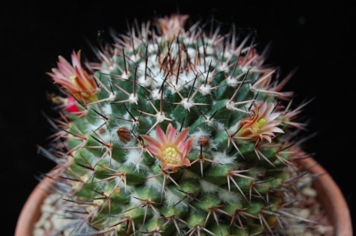 Mammillaria carnea v. cirrosa 