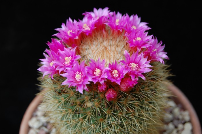 Mammillaria crassior 