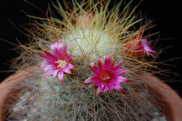 Mammillaria rekoi ssp. leptacantha 