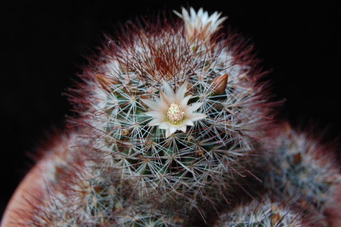 Mammillaria marcosii 