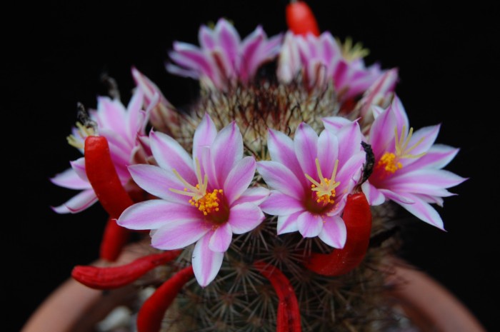 Mammillaria blossfeldiana 