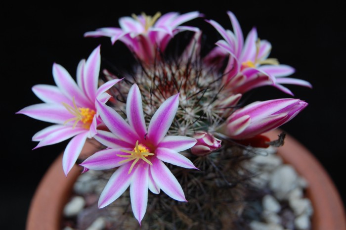 Mammillaria blossfeldiana 