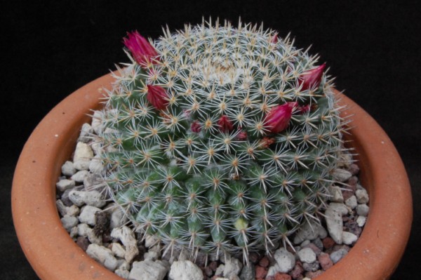 Mammillaria perbella 