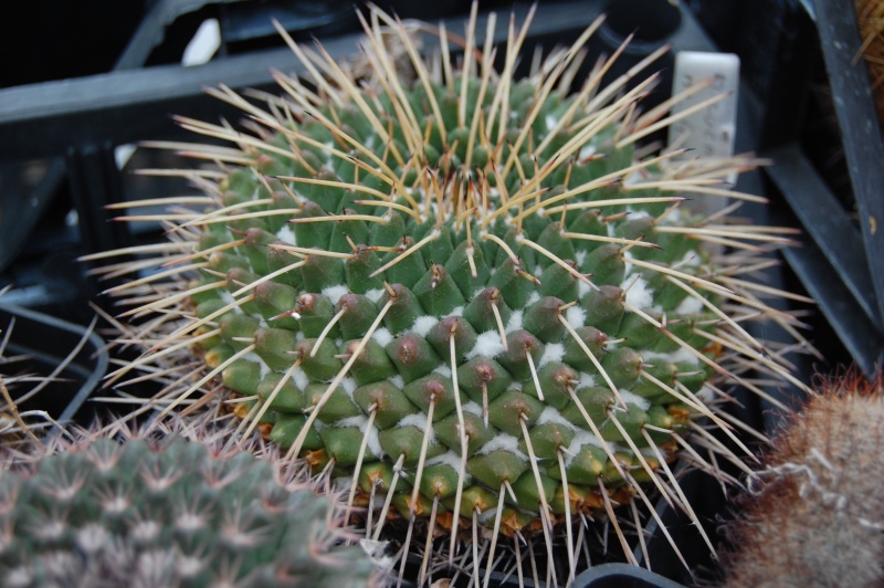 Mammillaria zuccariniana ML 402