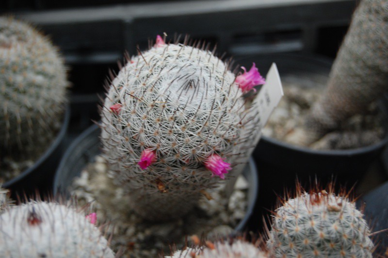 Mammillaria haageana ML57