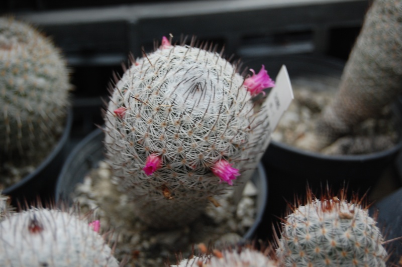 Mammillaria haageana ML 57