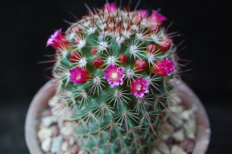 mammillaria umbrina