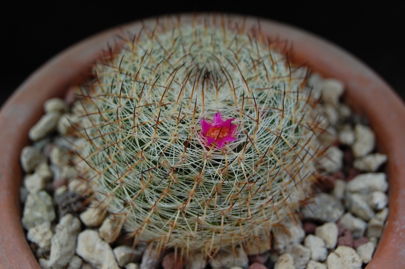 Mammillaria pseudohalbingeri ML 259