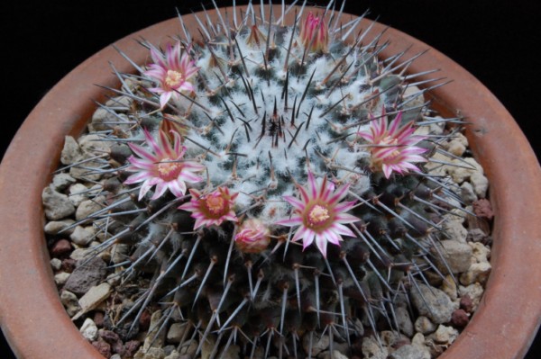 Mammillaria amajacensis 