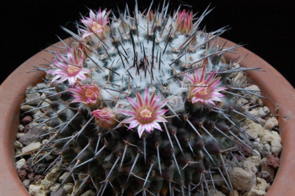 Mammillaria amajacensis 