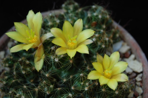 Mammillaria surculosa 