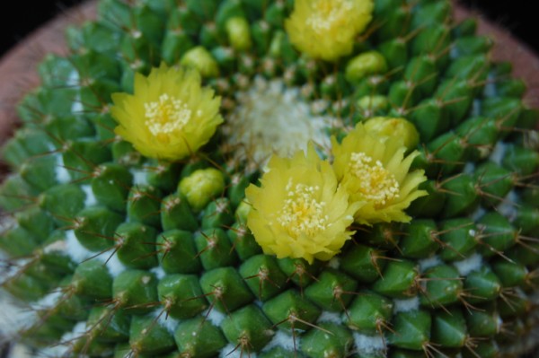 Mammillaria marksiana 