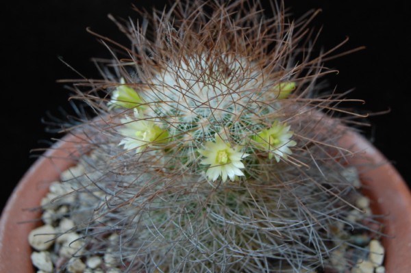 Mammillaria rekoi ssp. leptacantha 