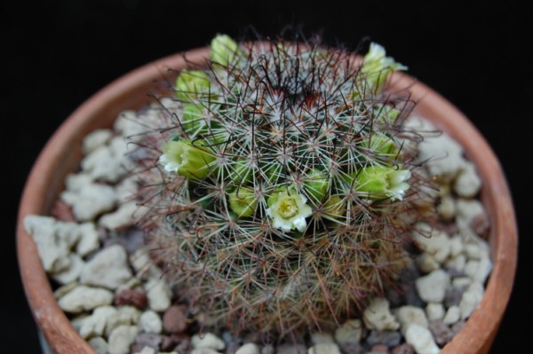 Mammillaria duoformis f. tenango del valle 