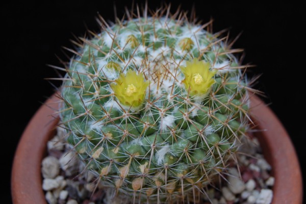 Mammillaria lindsayi ROG 681