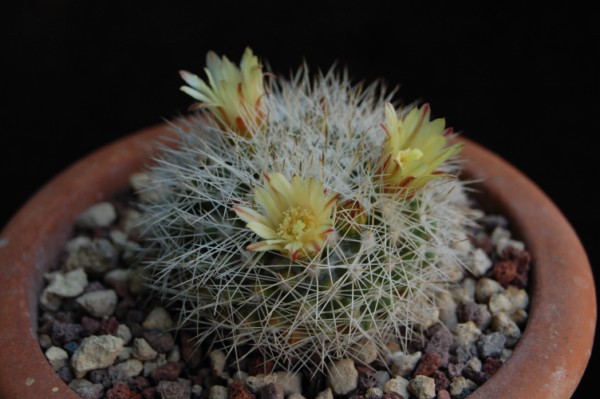 Mammillaria evermanniana 