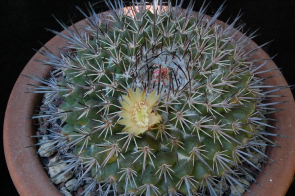 mammillaria marshalliana