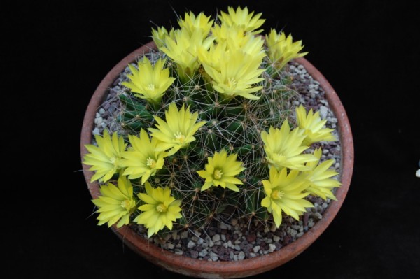 Mammillaria longimamma 