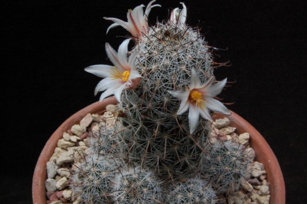 Mammillaria bullardiana 
