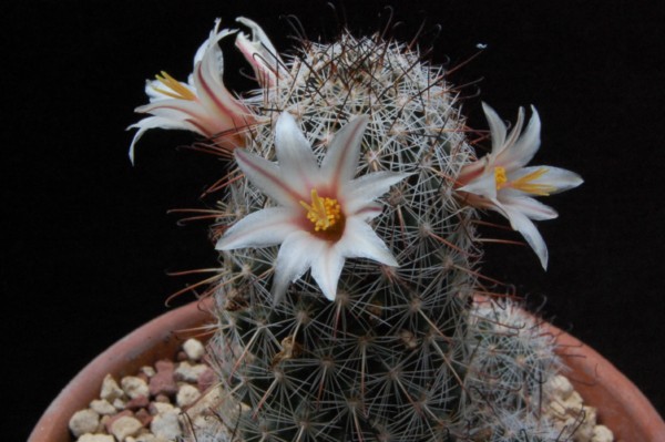 Mammillaria bullardiana 