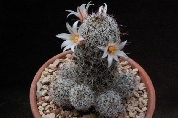 Mammillaria bullardiana 