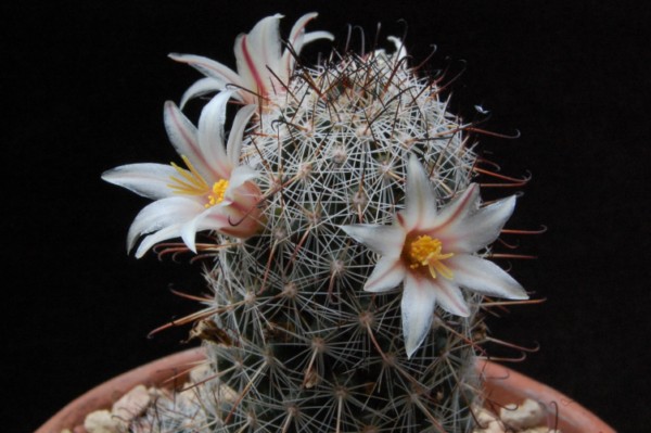 Mammillaria bullardiana 