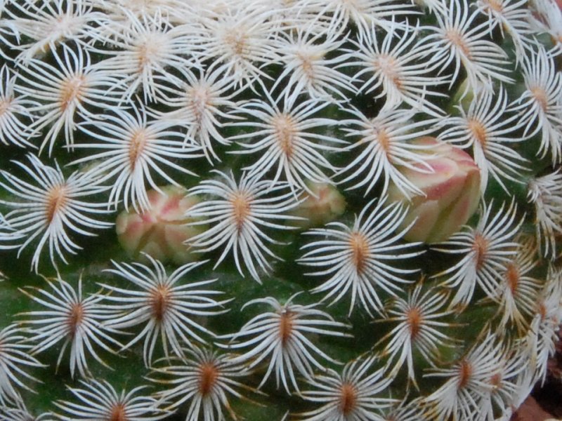 Mammillaria solisioides 