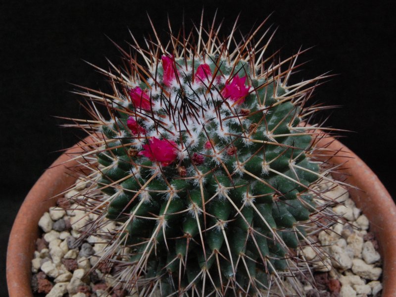 Mammillaria polythele ssp. durispina 