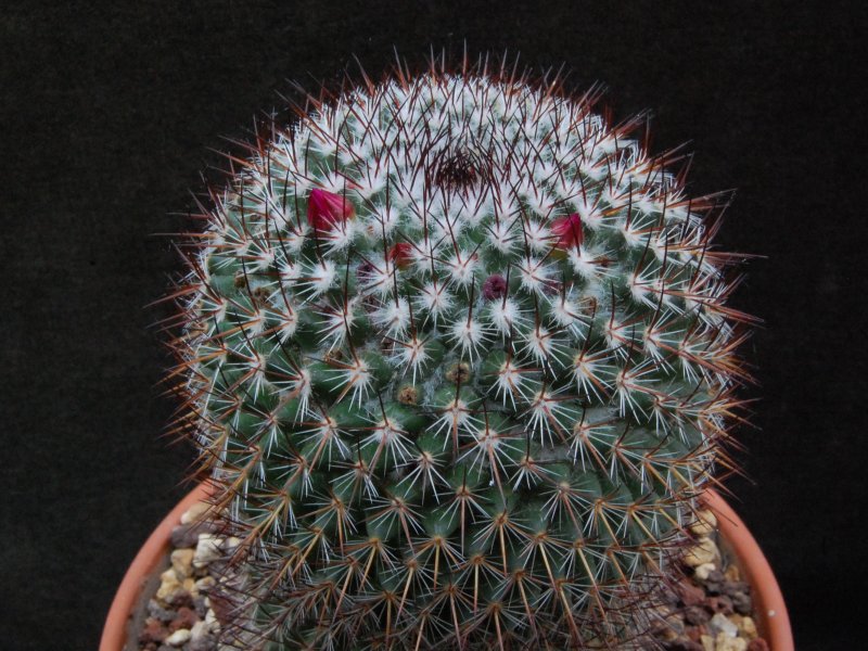 Mammillaria hoffmanniana 